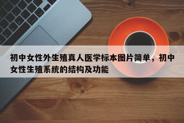 初中女性外生殖真人医学标本图片简单,初中女性生殖系统的结构及功能